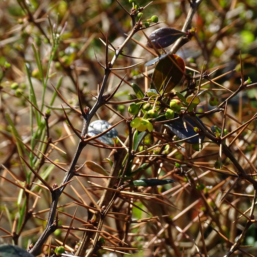 Berberis media Red Jewel - Berberitze