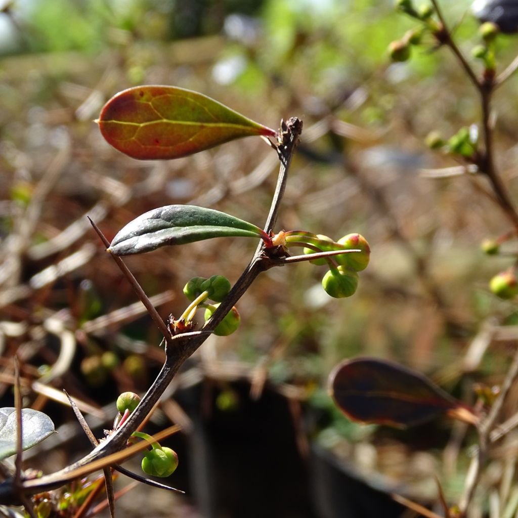 Berberis media Red Jewel - Berberitze