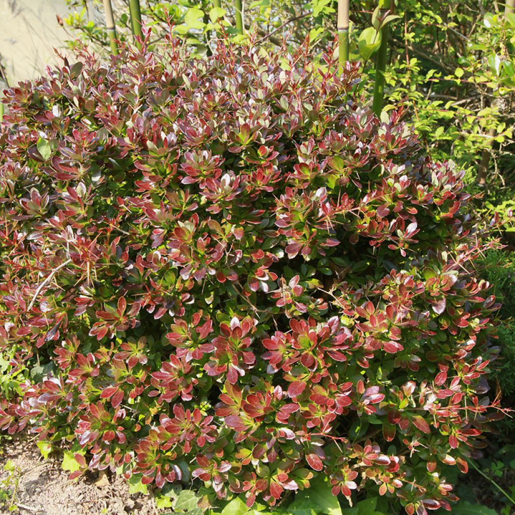 Berberis media Red Jewel - Berberitze