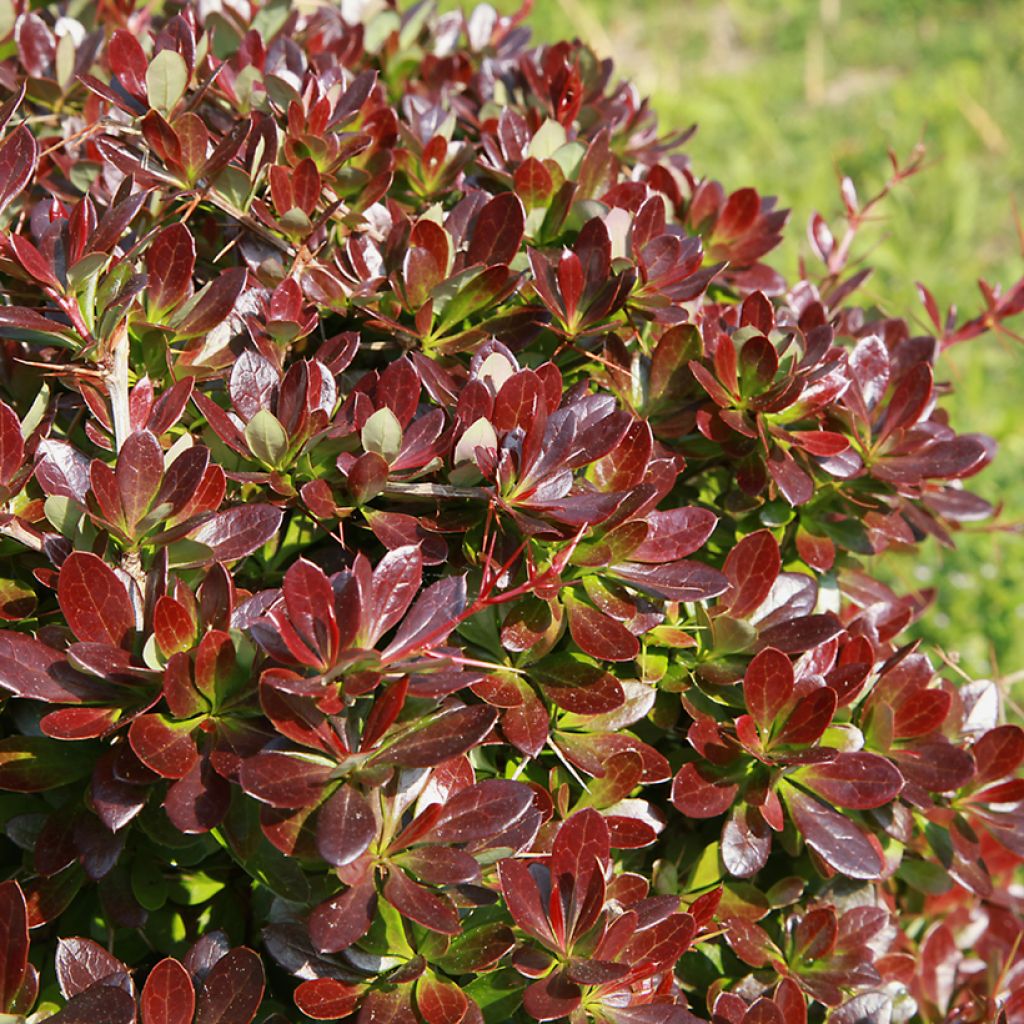 Berberis media Red Jewel - Berberitze