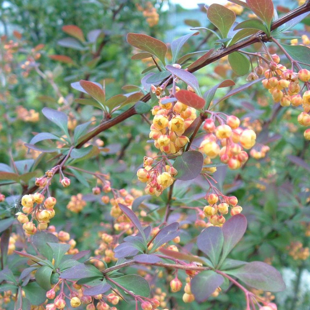 Berberis ottawensis Auricoma - Berberitze