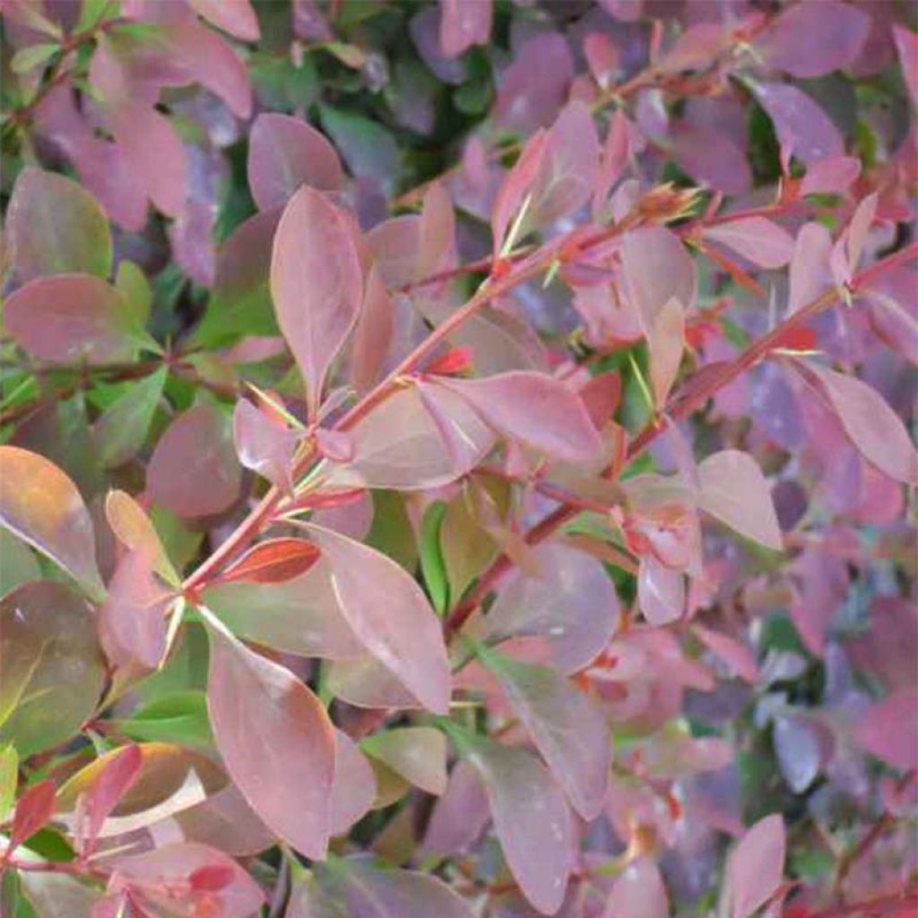 Berberis ottawensis Auricoma - Berberitze