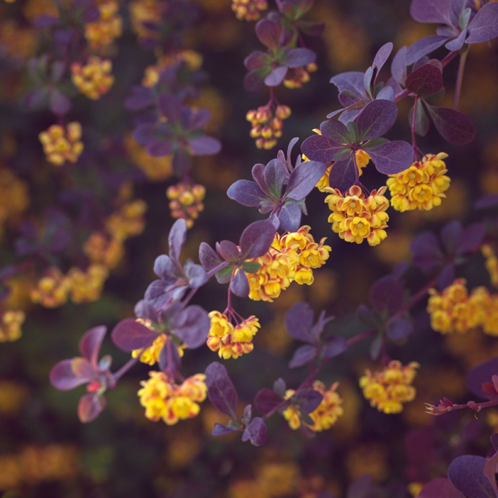 Berberis ottawensis Auricoma - Berberitze