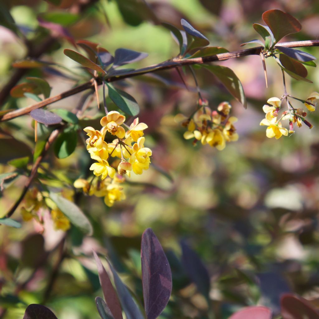 Berberis ottawensis Auricoma - Berberitze