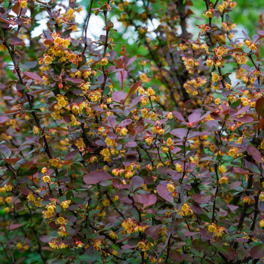 Berberis ottawensis Auricoma - Berberitze