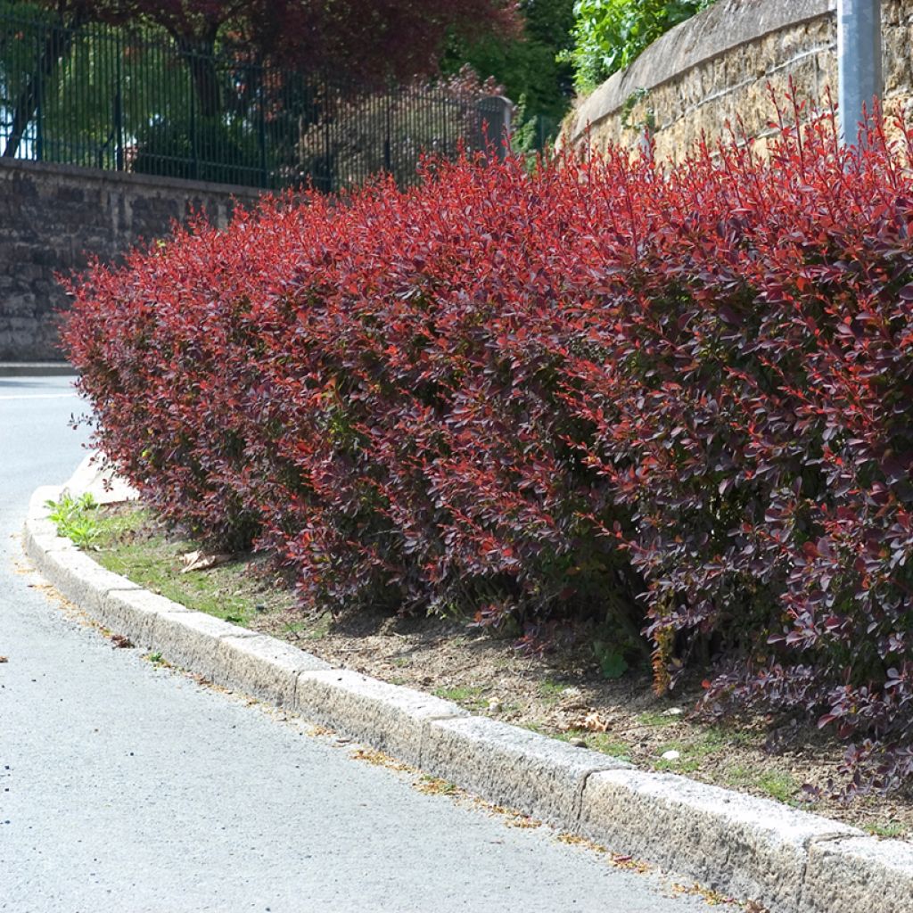 Berberis ottawensis Auricoma - Berberitze