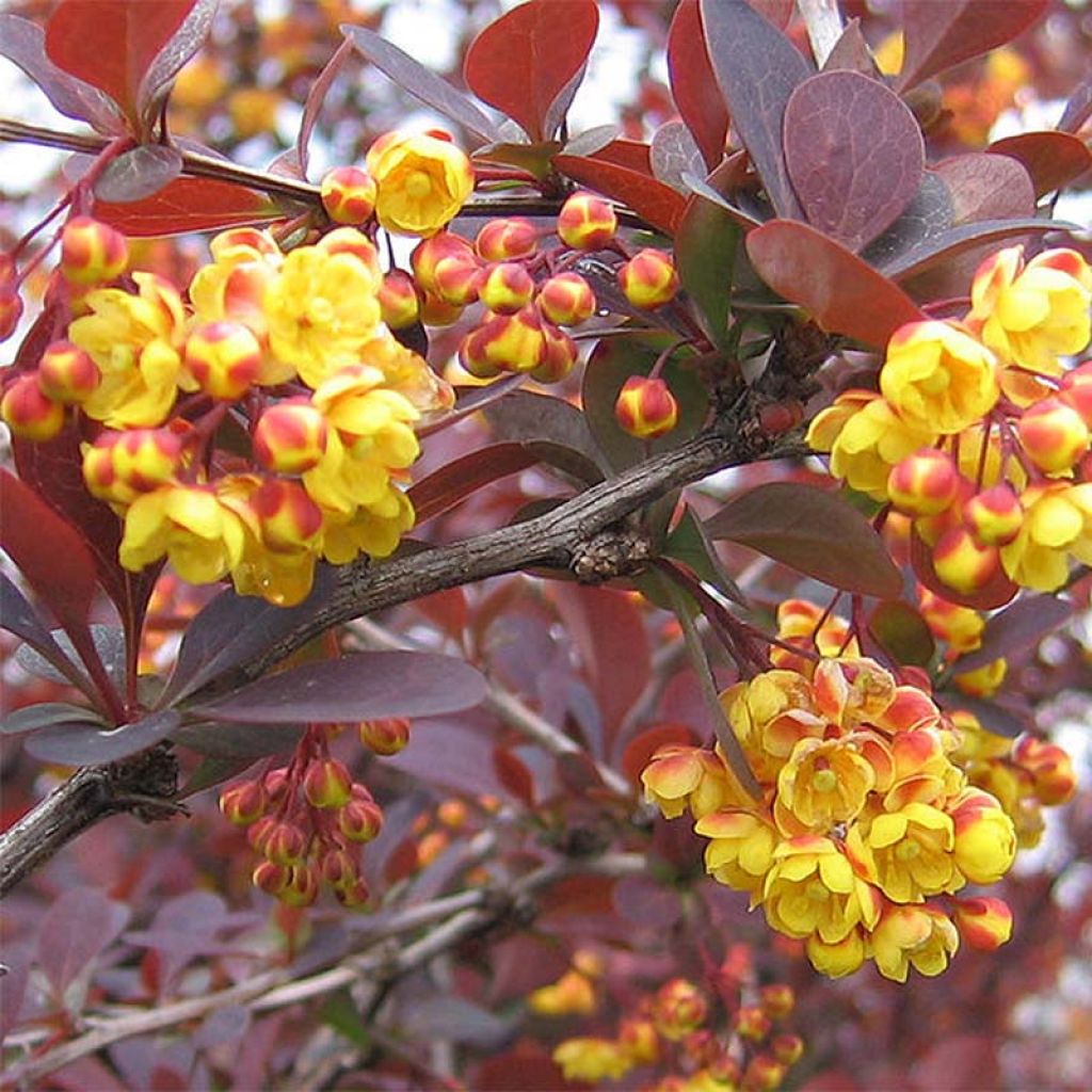 Berberis ottawensis Superba - Berberitze