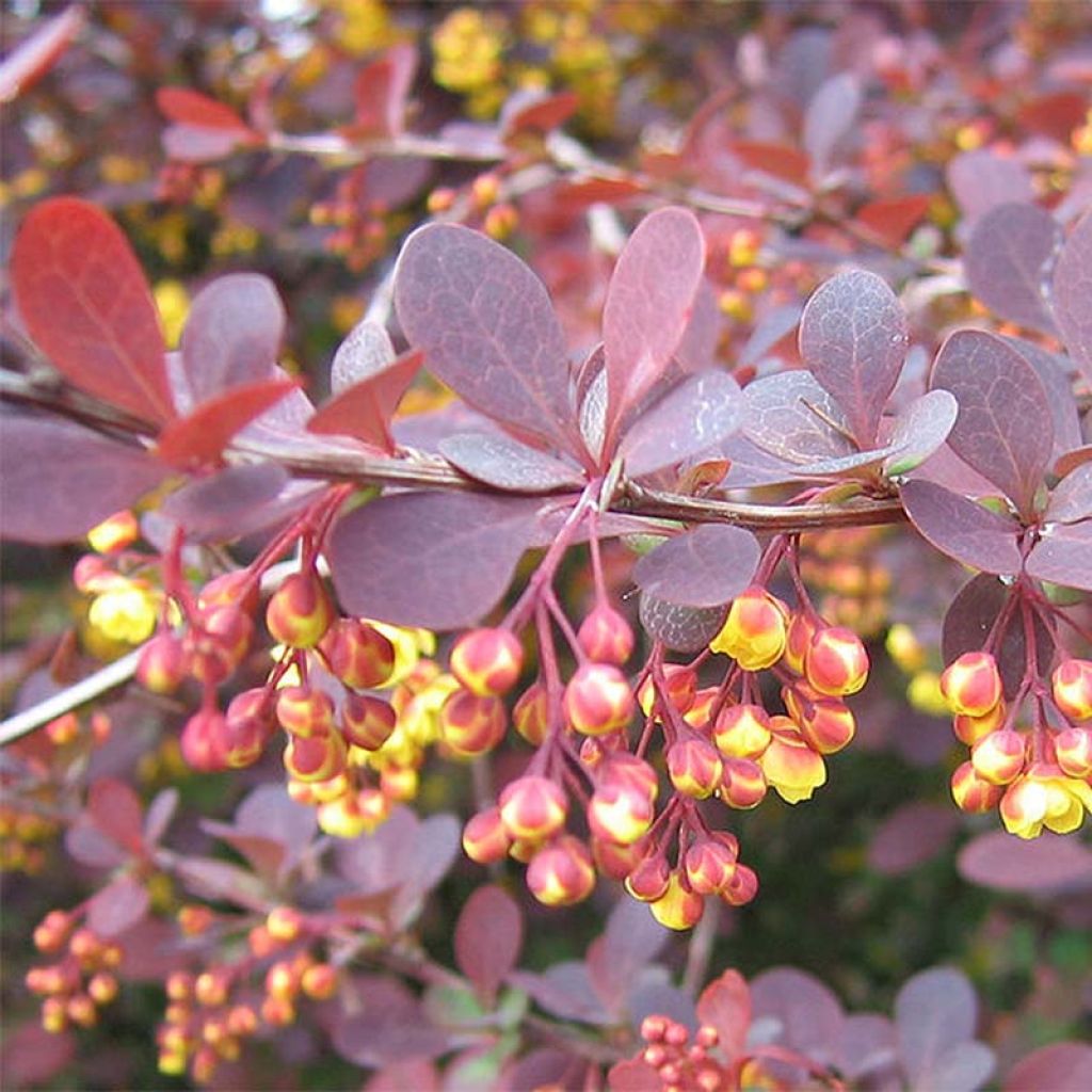 Berberis ottawensis Superba - Berberitze