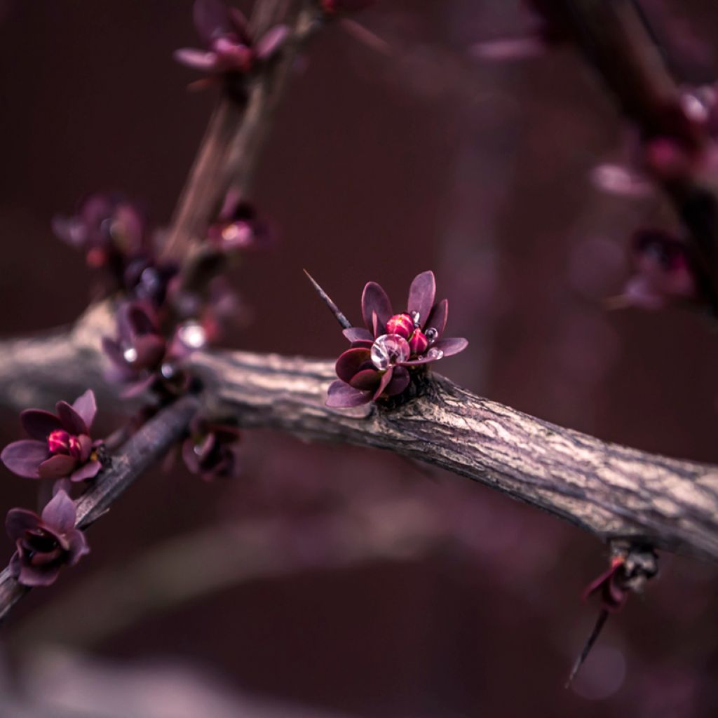 Berberis ottawensis Superba - Berberitze