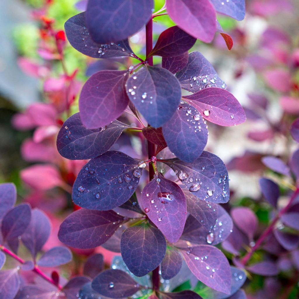 Berberis ottawensis Superba - Berberitze