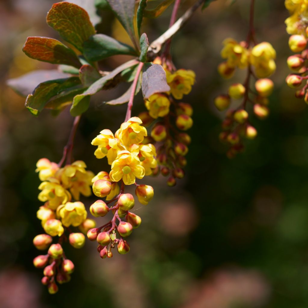 Berberis ottawensis Superba - Berberitze