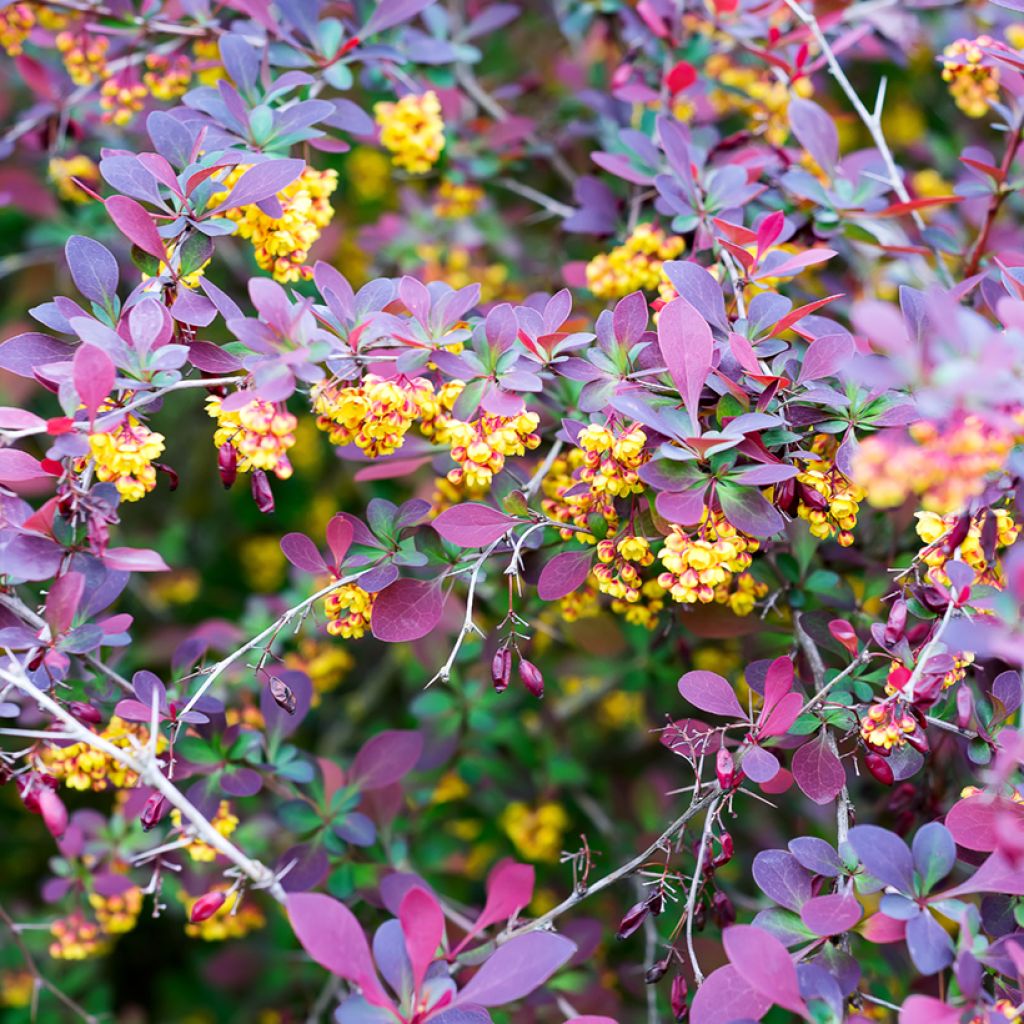 Berberis ottawensis Superba - Berberitze