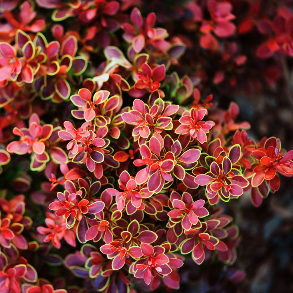 Berberis thunbergii Admiration