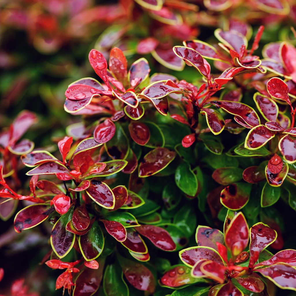 Berberis thunbergii Admiration