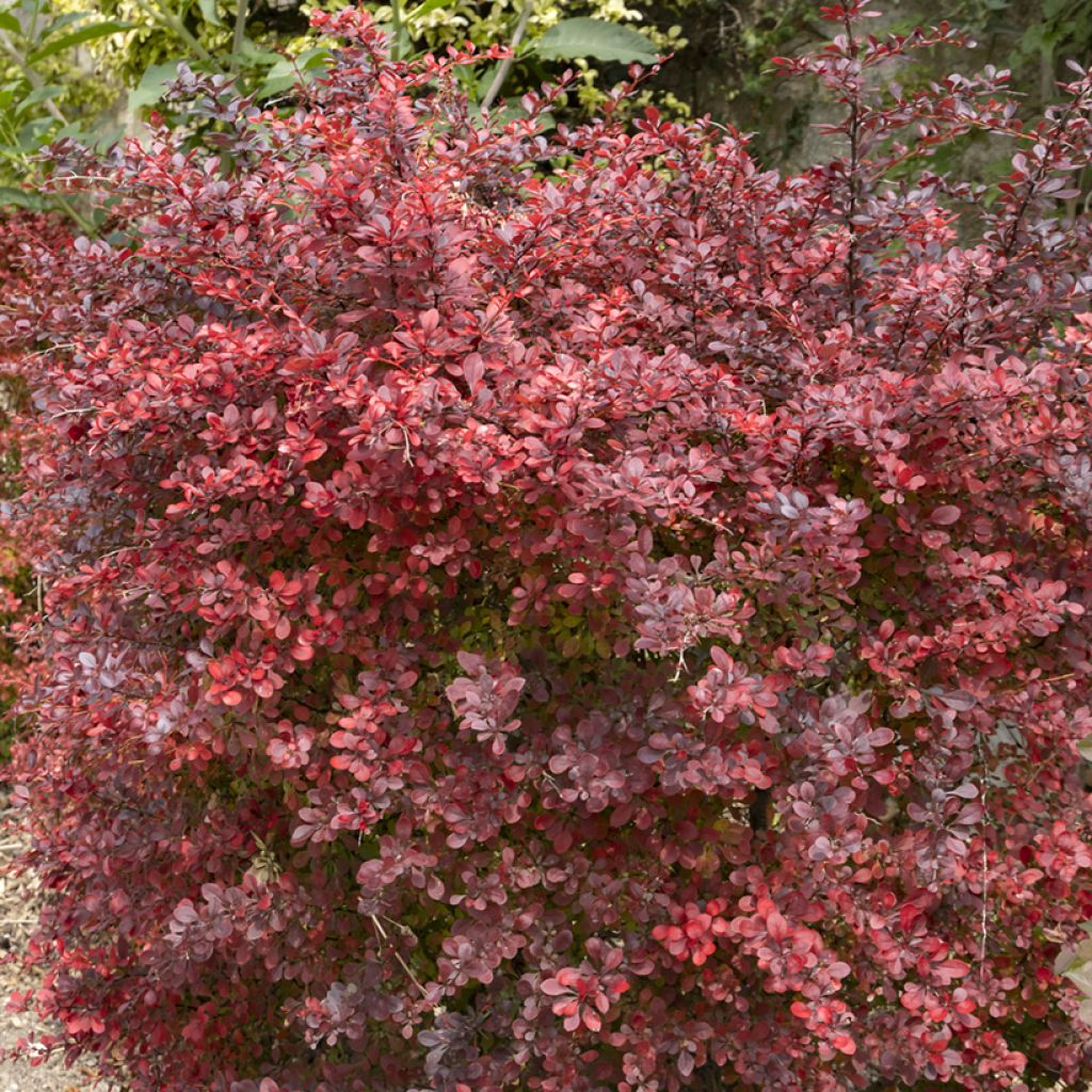 Berberis thunbergii Atropurpurea