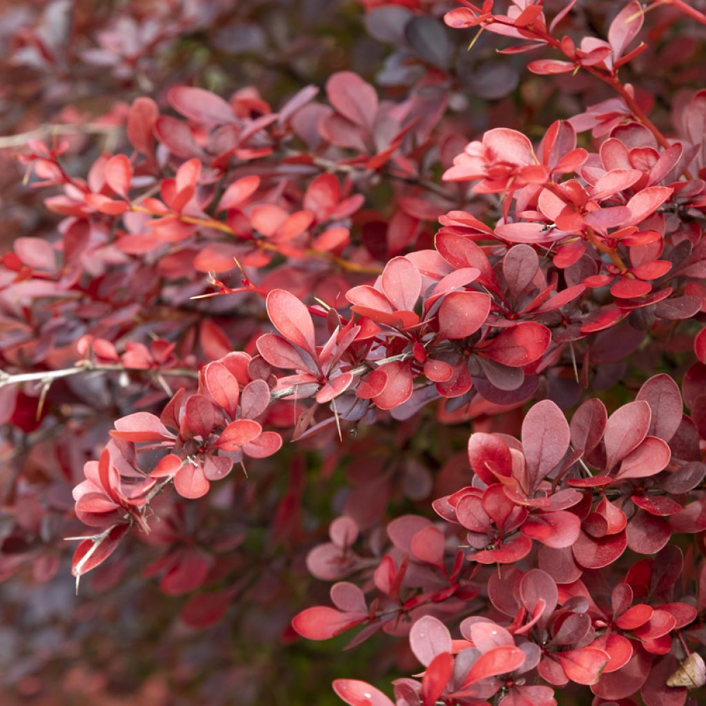 Berberis thunbergii Atropurpurea