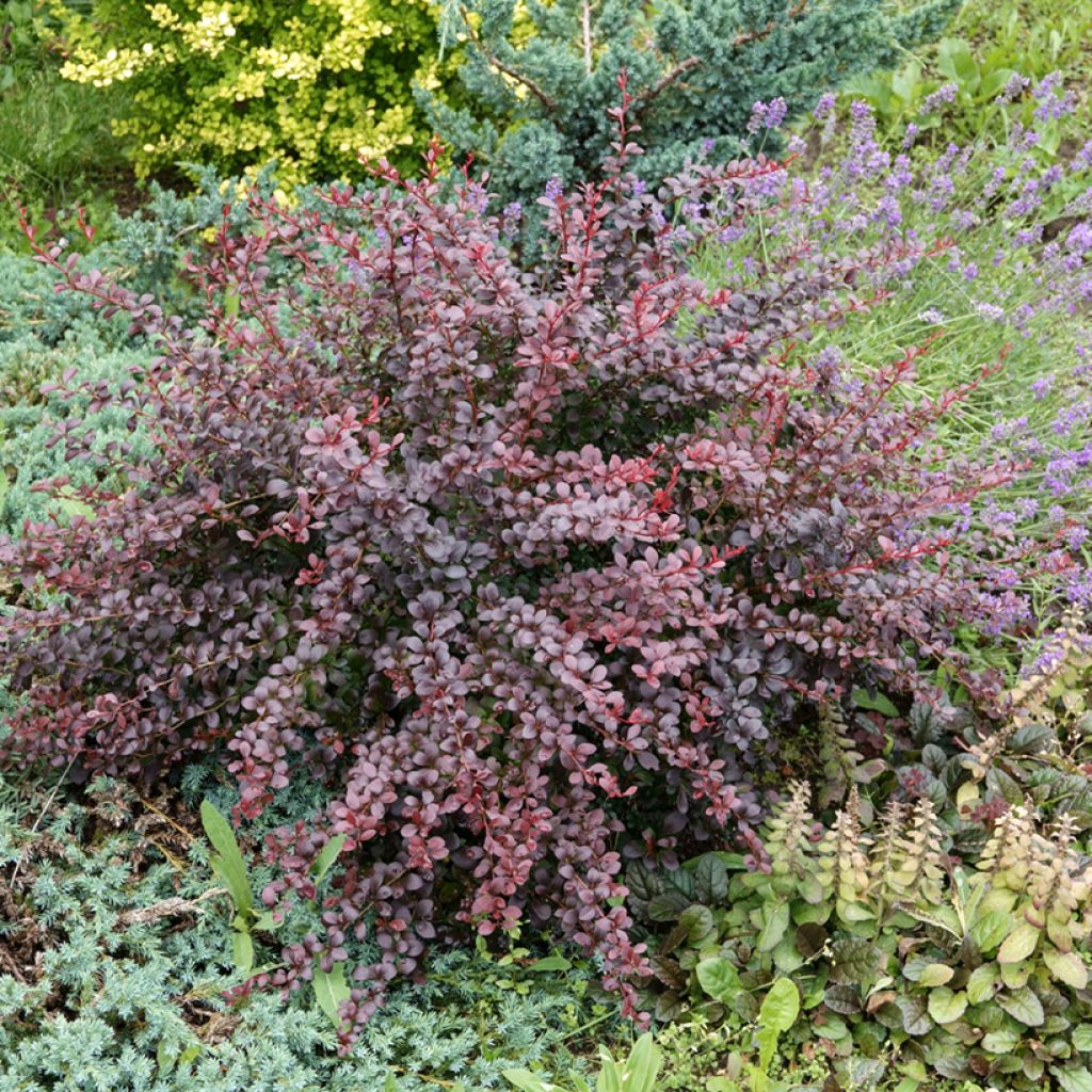 Berberis thunbergii Atropurpurea