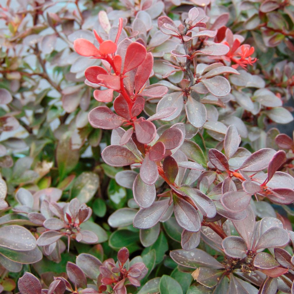 Berberis thunbergii Atropurpurea Nana - Epine-vinette pourpre naine