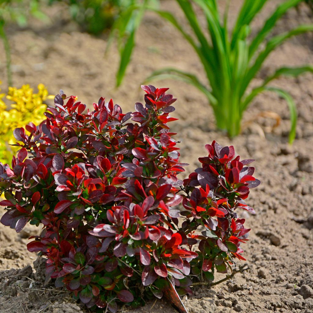 Berberis thunbergii Atropurpurea Nana