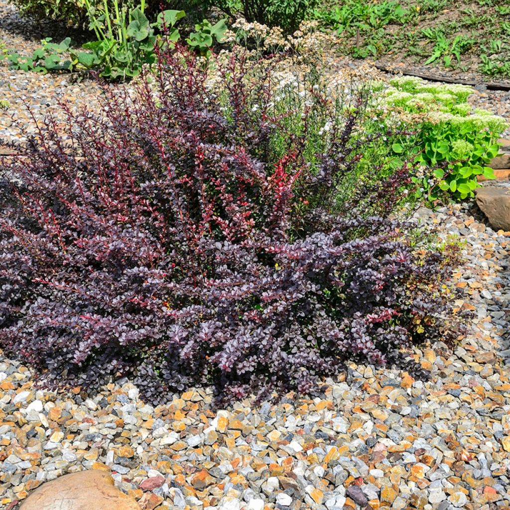 Berberis thunbergii Atropurpurea Nana