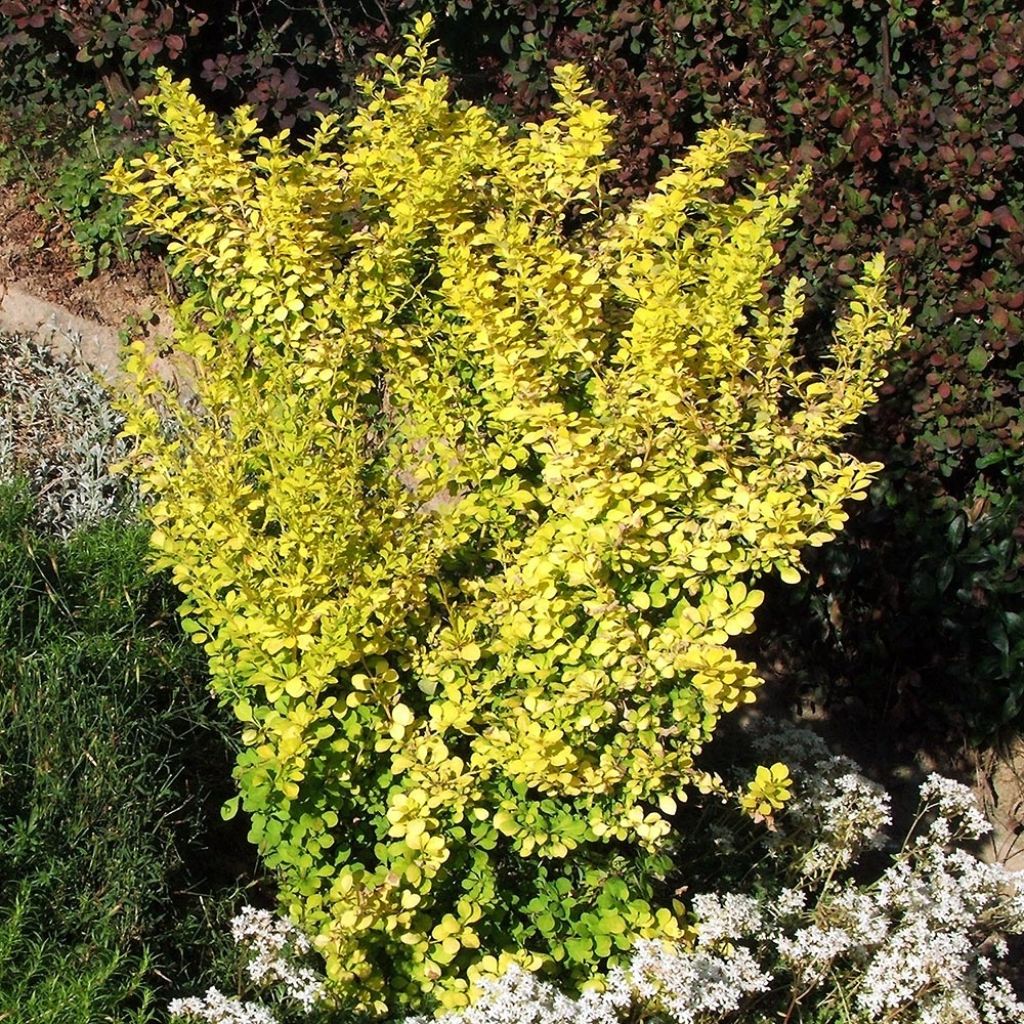 Berberis thunbergii Aurea