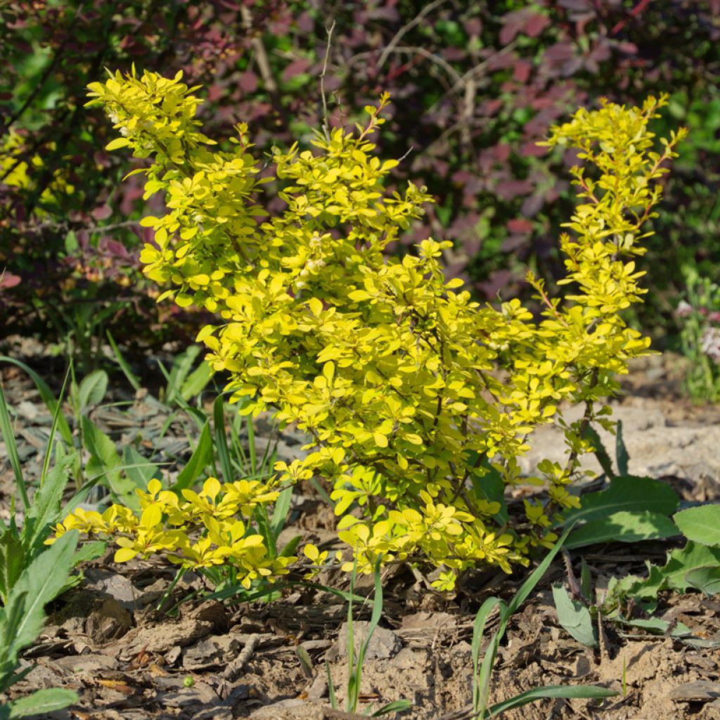 Berberis thunbergii Aurea