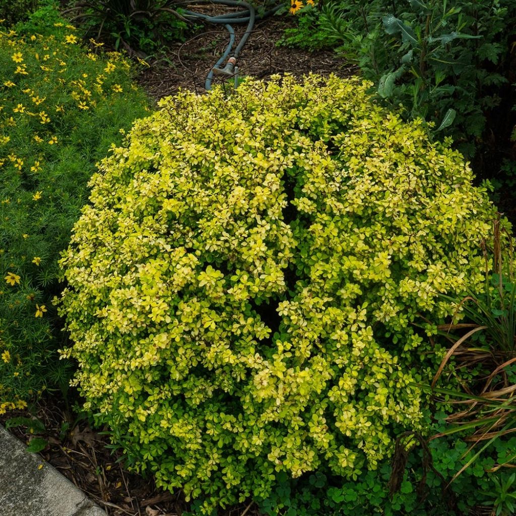 Berberis thunbergii Bonanza Gold