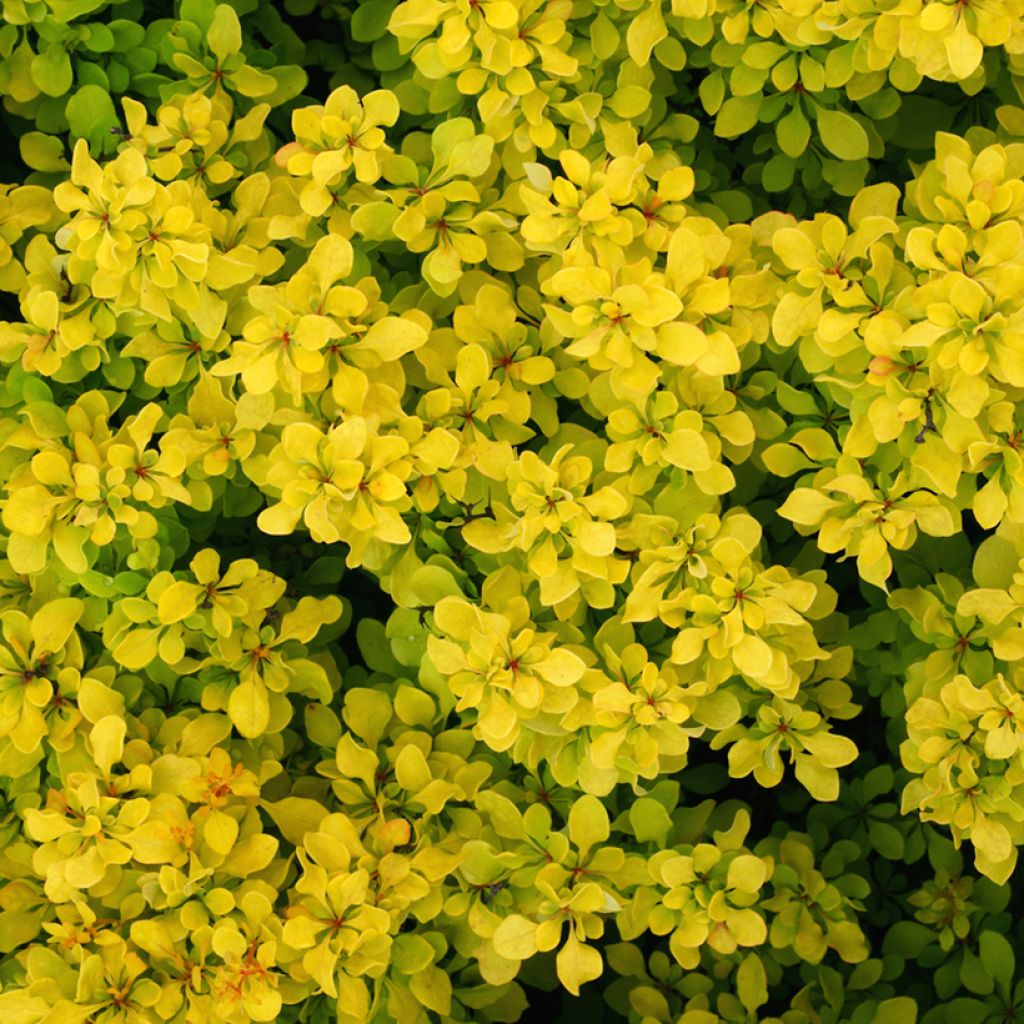 Berberis thunbergii Bonanza Gold