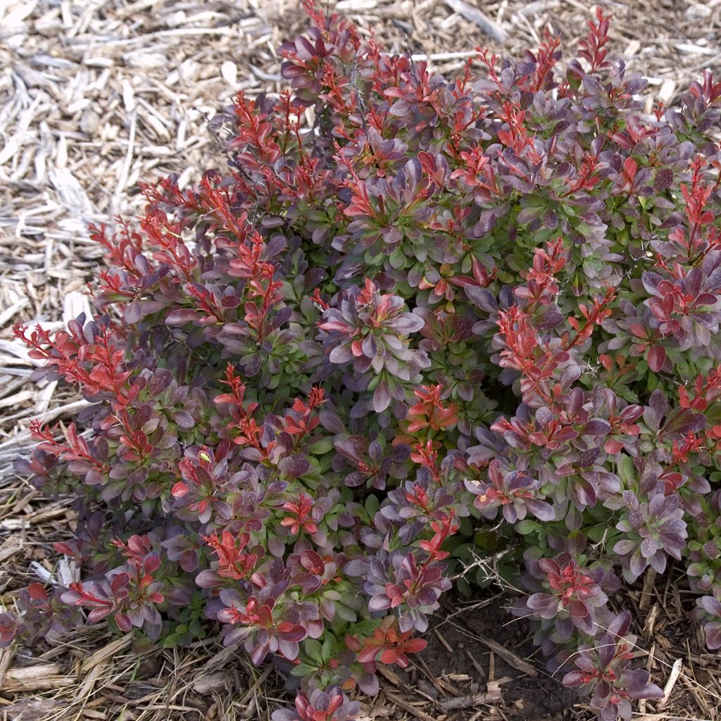 Berberis thunbergii Cabernet® FIRST EDITIONS® - Thunberg-Berberitze