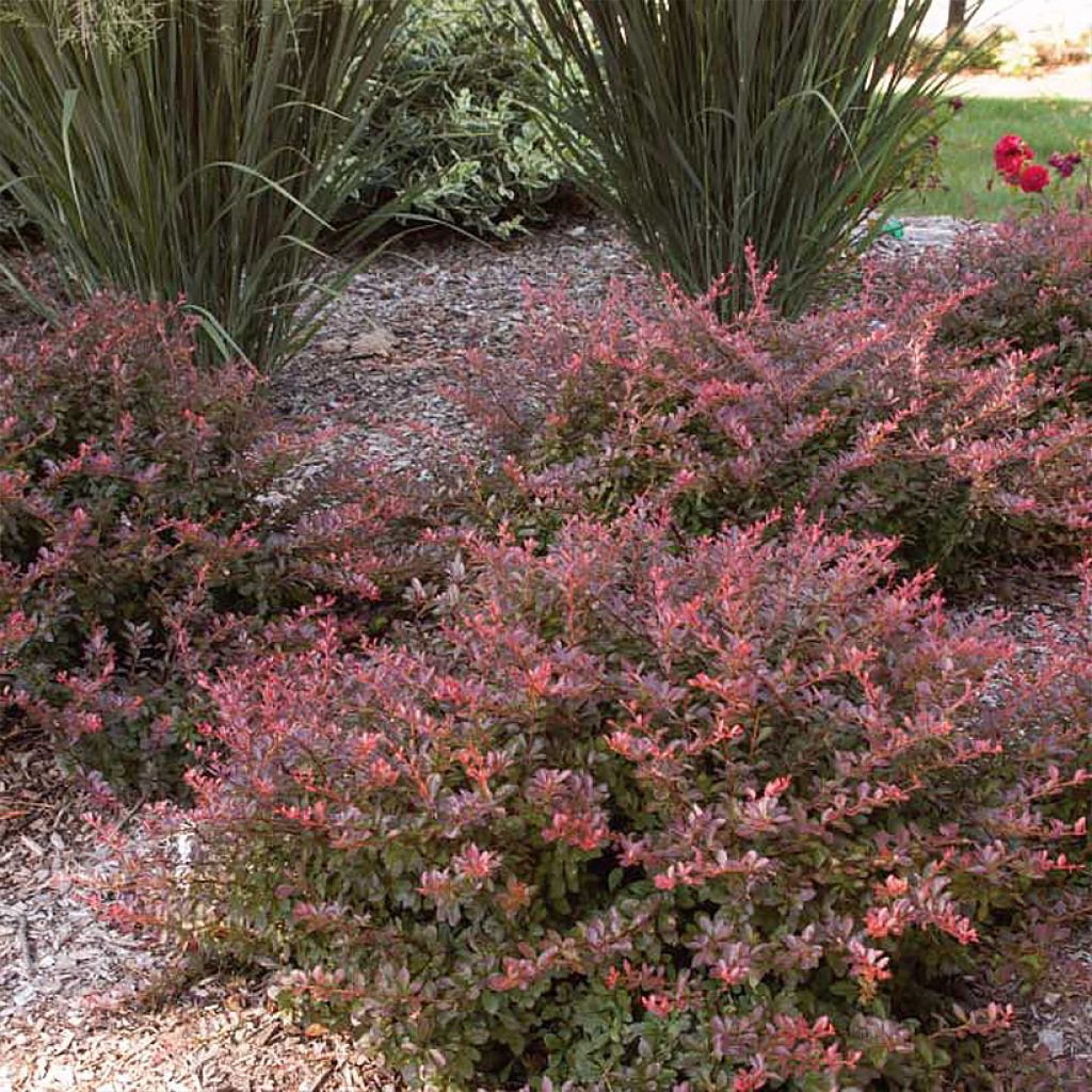 Berberis thunbergii Cabernet® FIRST EDITIONS® - Thunberg-Berberitze