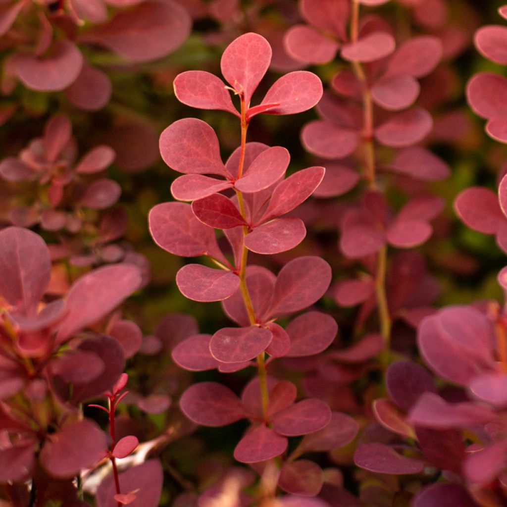 Berberis thunbergii