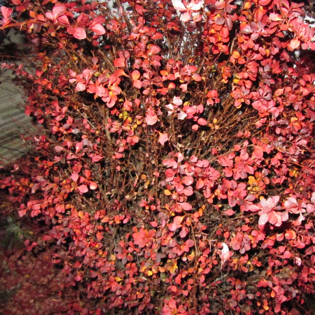 Berberis thunbergii Fireball