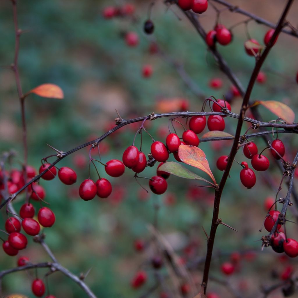 Berberis thunbergii Fireball