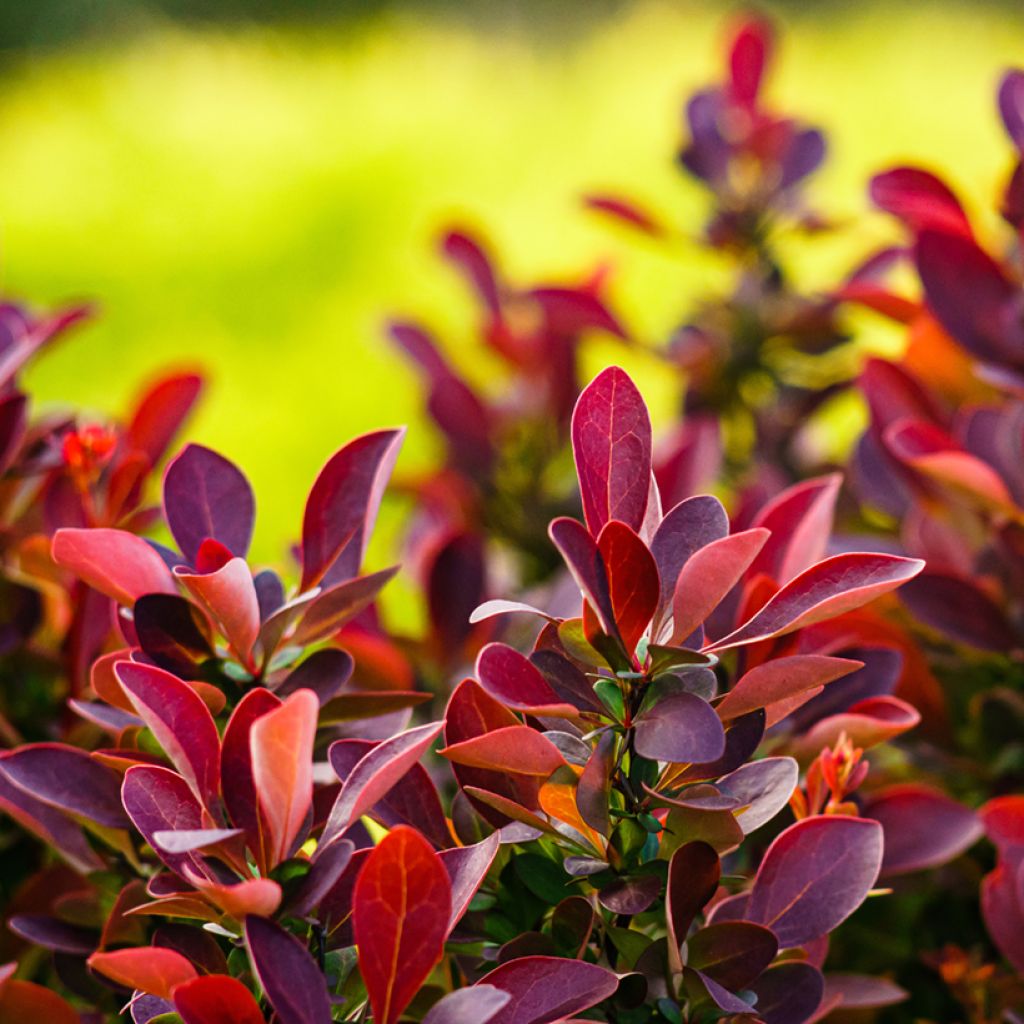 Berberis thunbergii Fireball