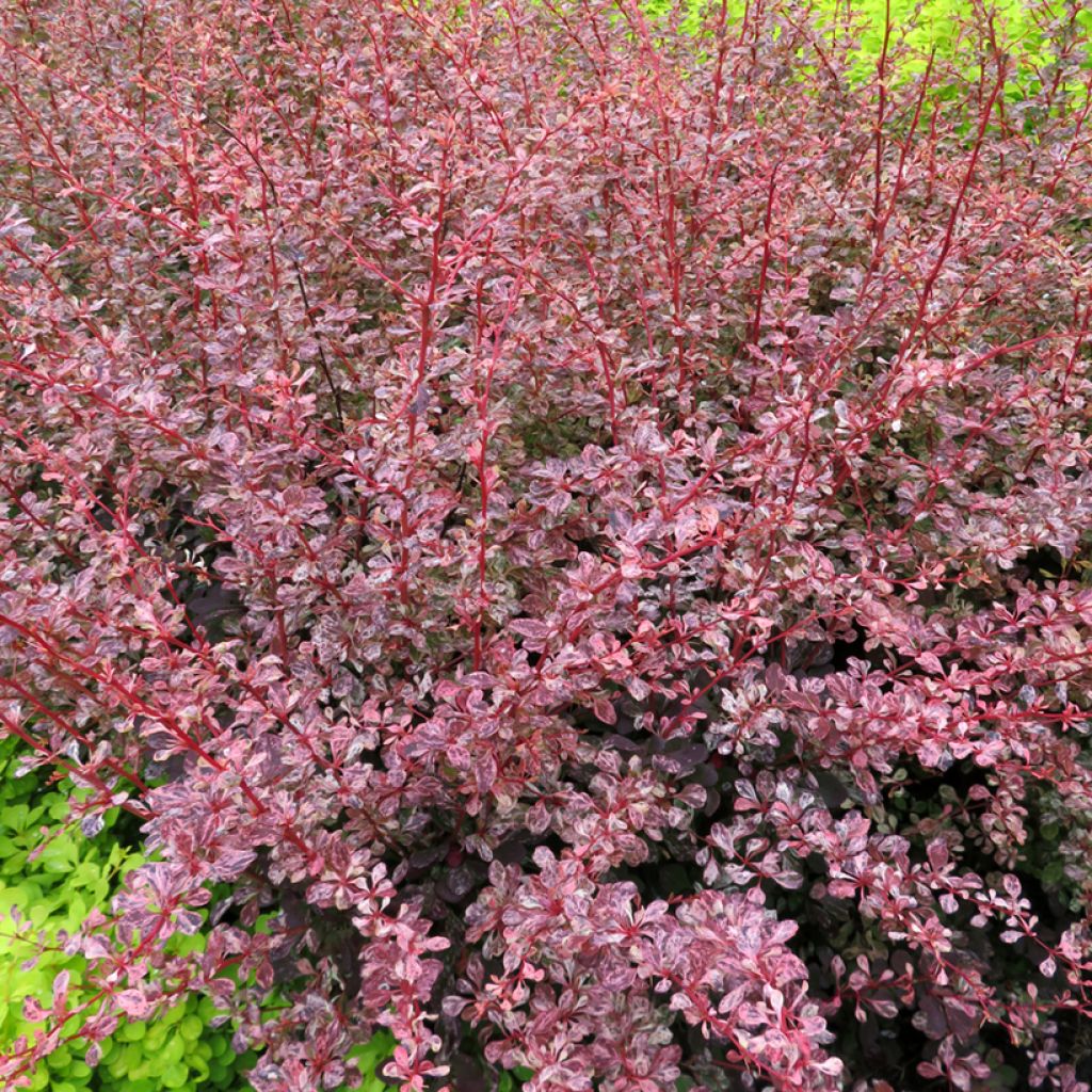 Berberis thunbergii Flamingo - Epine-vinette