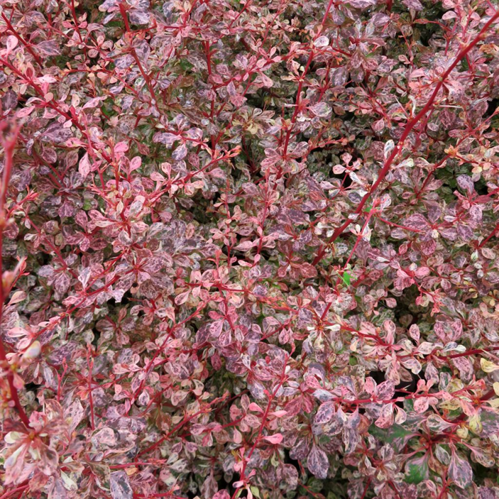 Berberis thunbergii Flamingo