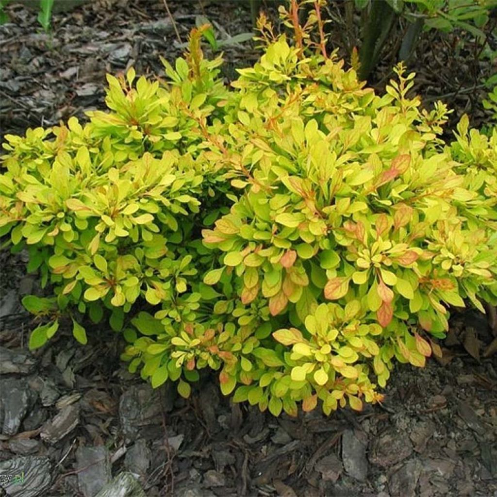 Berberis thunbergii Golden Carpet