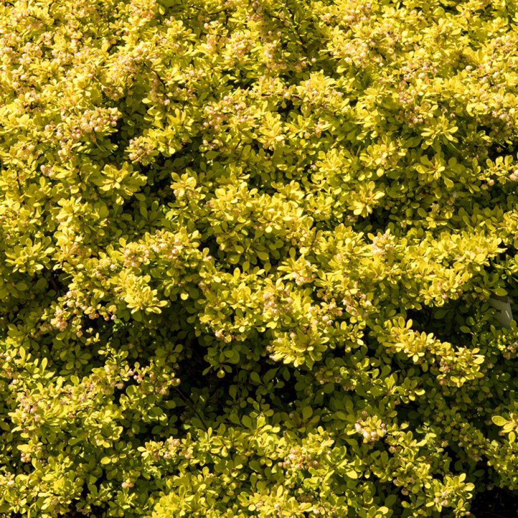 Berberis thunbergii Golden Carpet