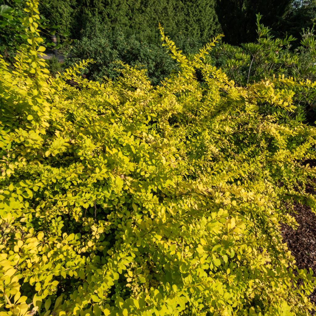 Berberis thunbergii Golden Carpet