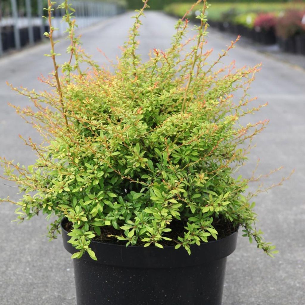 Berberis thunbergii Golden Dream