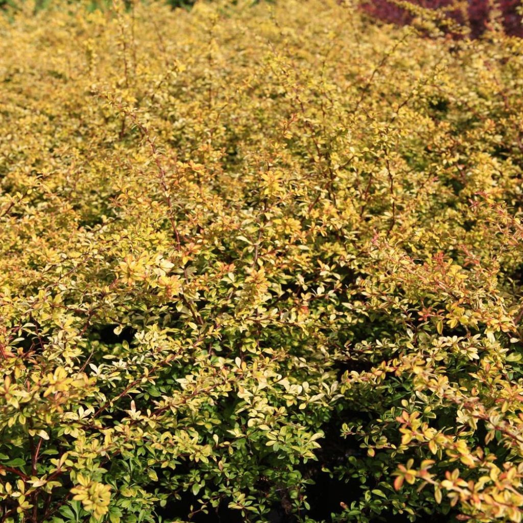 Berberis thunbergii Golden Dream