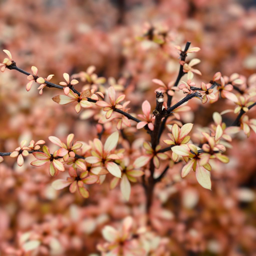 Berberis thunbergii Golden Dream