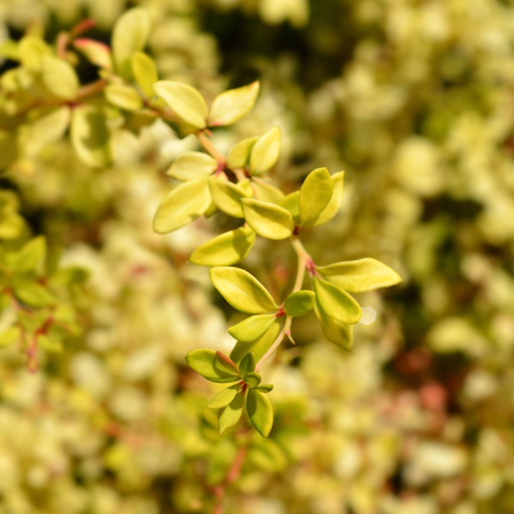 Berberis thunbergii Golden Dream