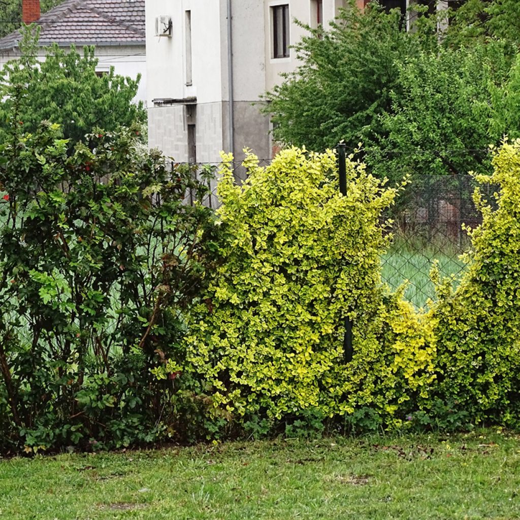 Berberis thunbergii Golden Dream