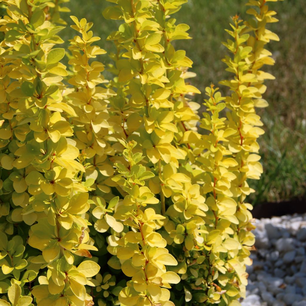 Berberis thunbergii Golden Rocket