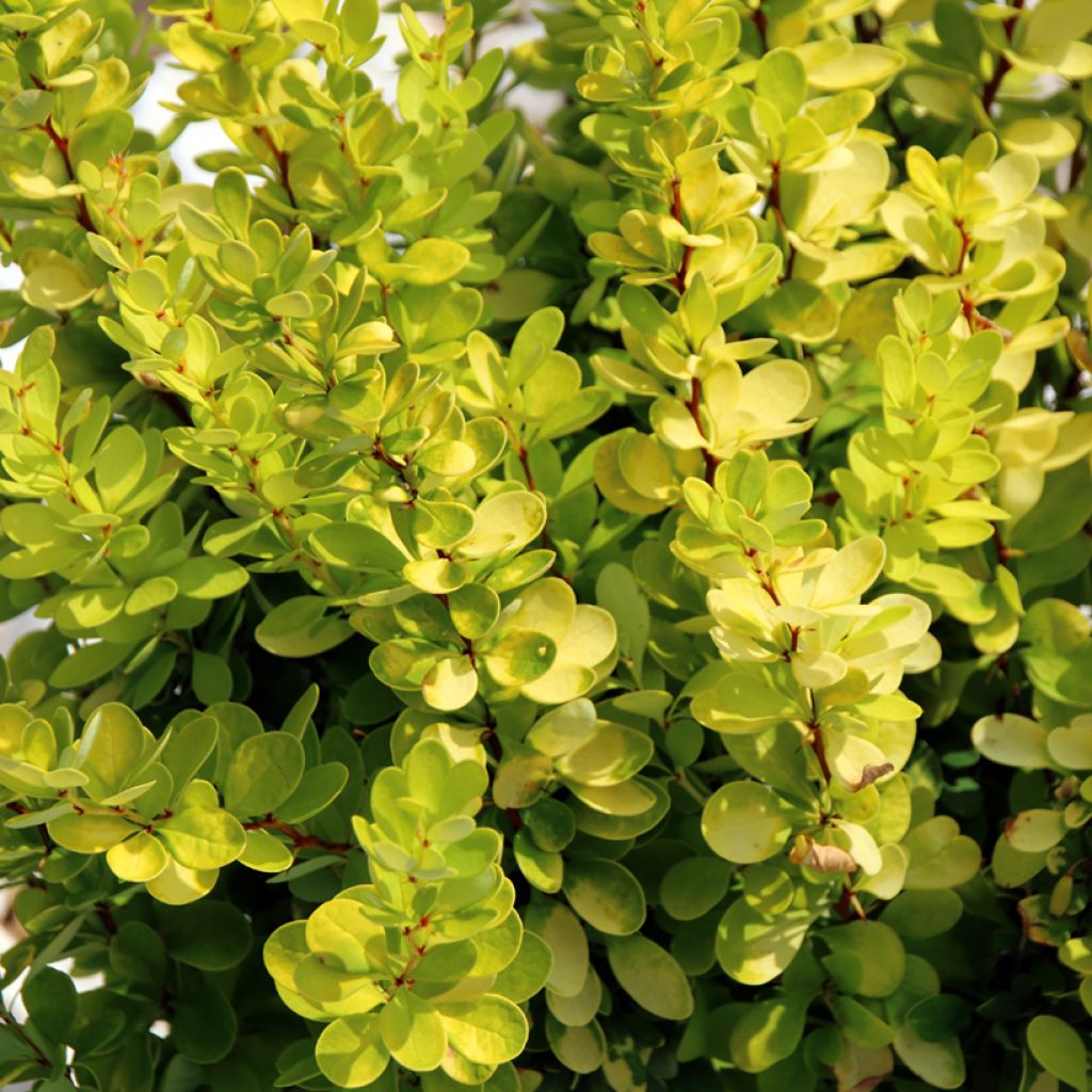 Berberis thunbergii Golden Rocket