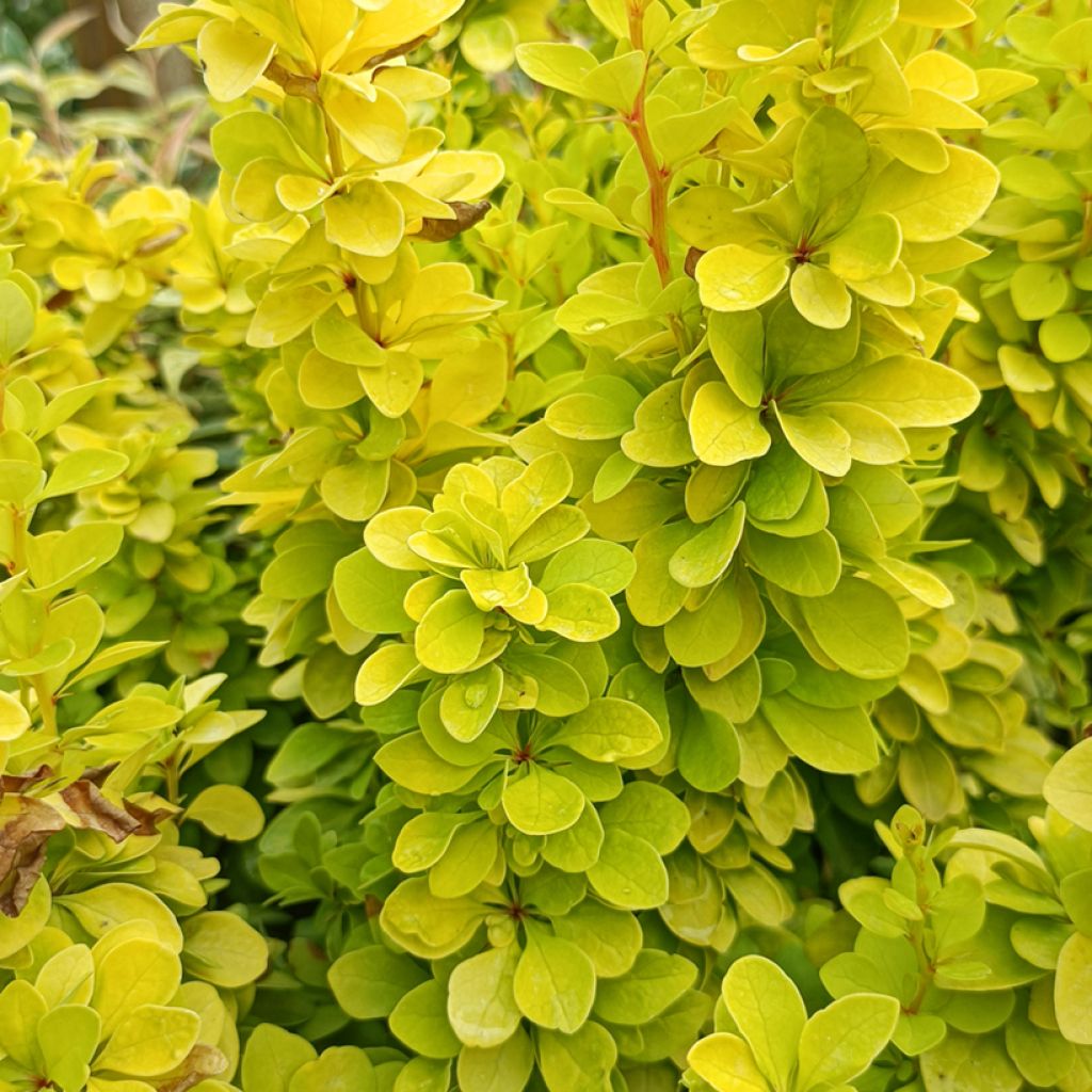 Berberis thunbergii Golden Rocket