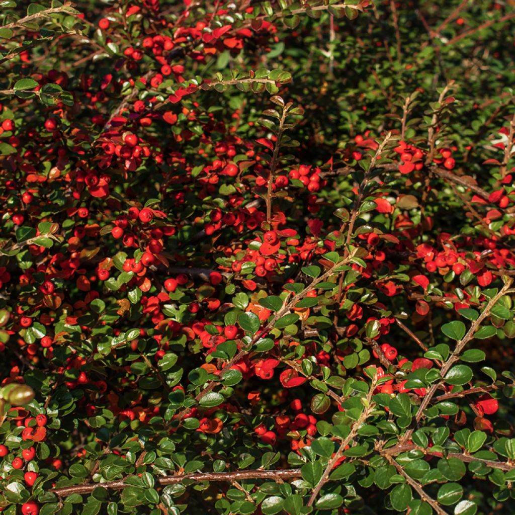 Berberis thunbergii Green Carpet