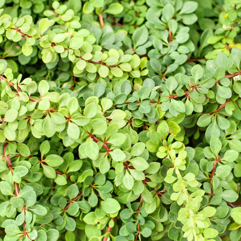 Berberis thunbergii Green Carpet