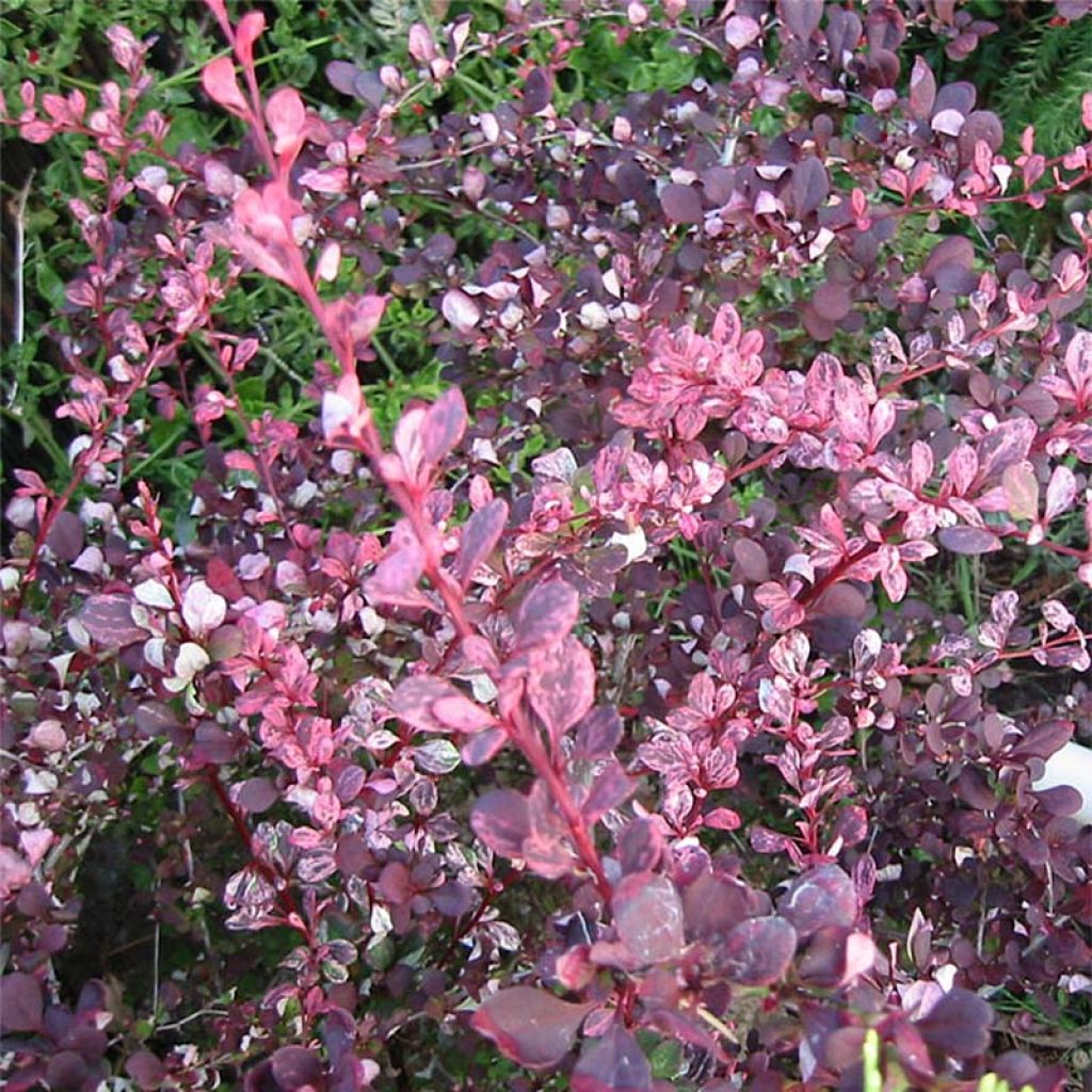 Berberis thunbergii Harlequin